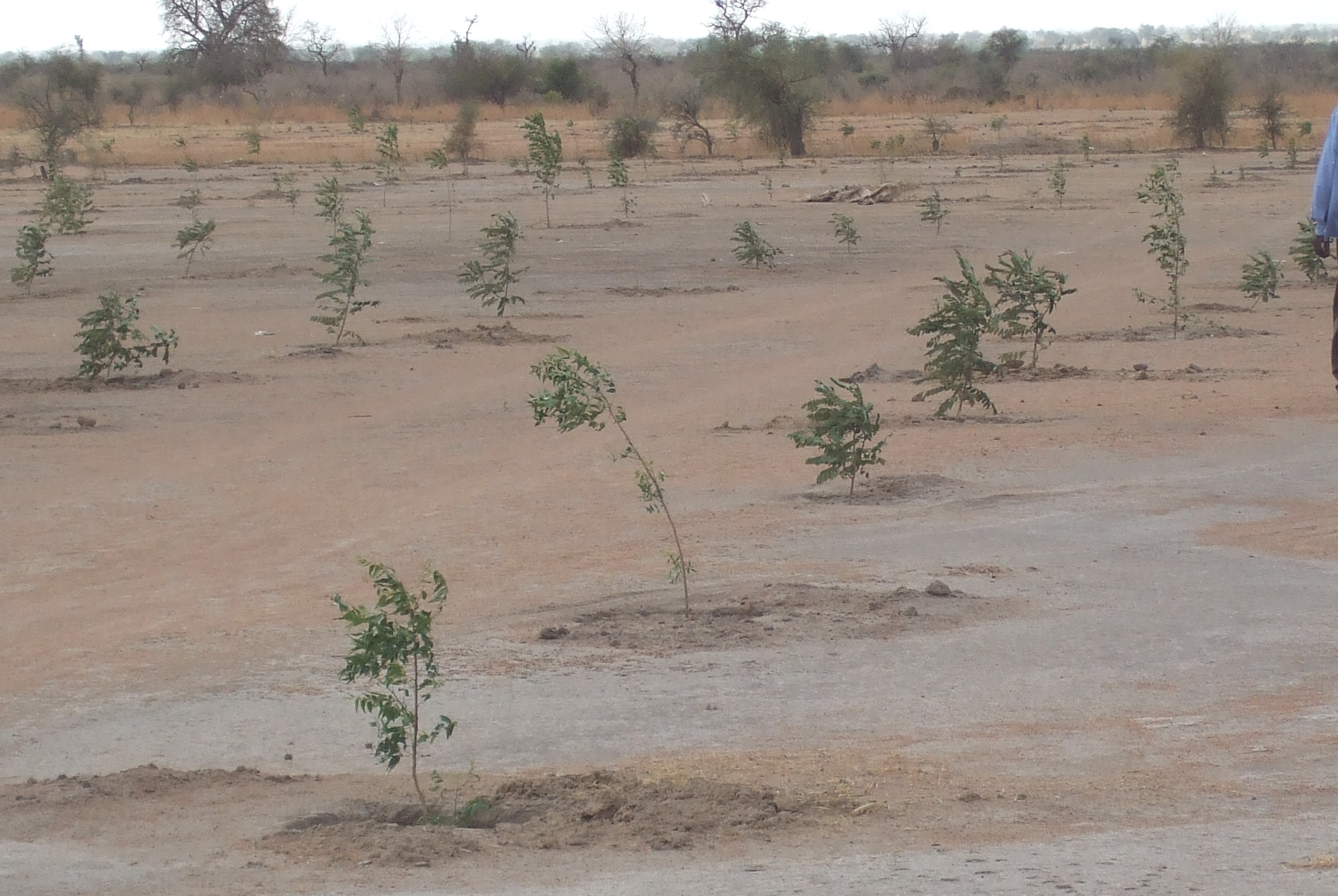 Lutte contre la désertification